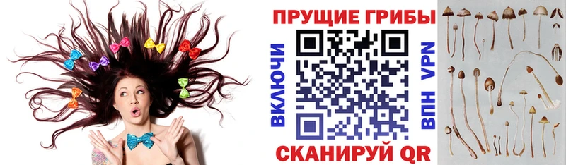 Псилоцибиновые грибы Psilocybine cubensis  где можно купить наркотик  Жуковский 